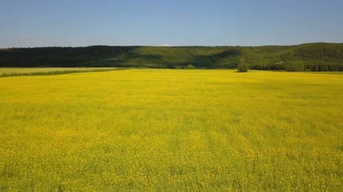 Nature Flowers Field Meadow