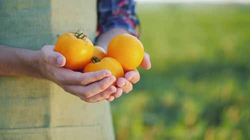 The Farmer Is Holding a Few Yellow Tomatoes