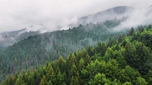 Clouds Above Mountain Forest Flying Through the Magical Summer Forest at Rainy Weather Aerial View