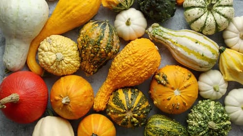 Variety of Colorful Gourds and Pumpkins Overhead