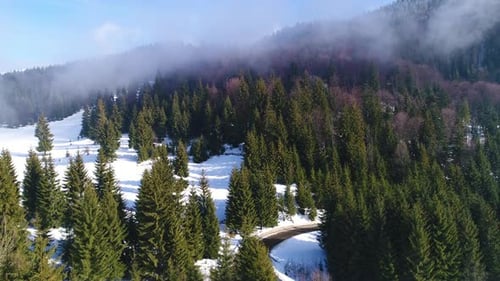 Winter Snow Trees. Aerial View Fly Over. Nature