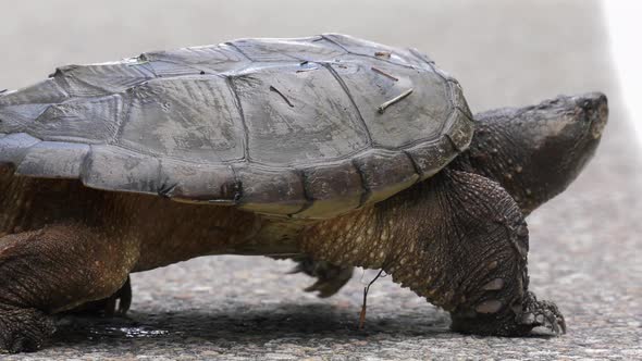 snapping turtle slow motion walks across paved road 4k, Nature Stock ...