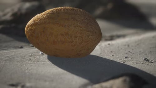 Melon du désert sur la plage de sable