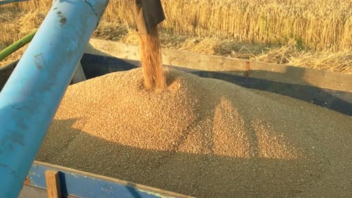 Harvester Loading Crops Into a Trailer.