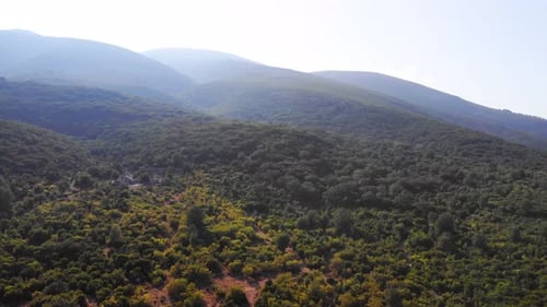 Aerial Drone View Flight Over Pine Tree Forest in Mountain