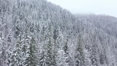 Flight Over Snowstorm in a Snowy Mountain Coniferous Forest, Foggy Unfriendly Winter Weather