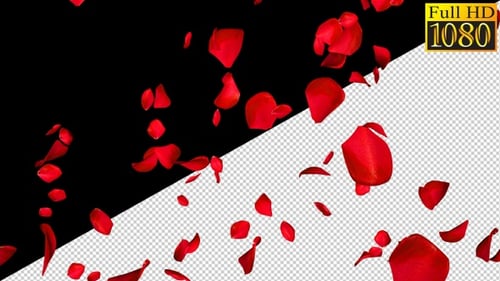 Pétales de rose qui tombent sur Alpha Channel Loops V1