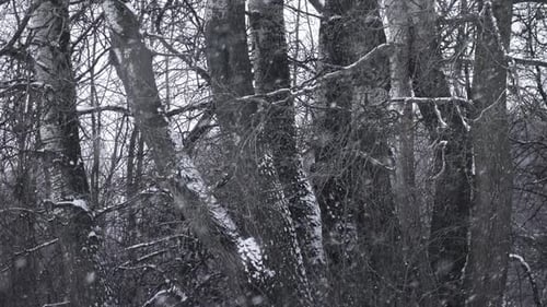 Snowy Branches in a Quiet Winter Forest