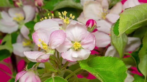 Blossoming White Flowers Time Lapse on Pink Background