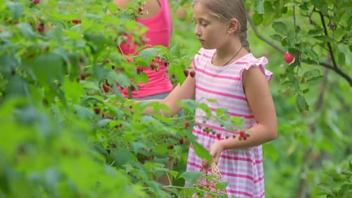 Child and Adult Harvesting Berries in Garden Setting