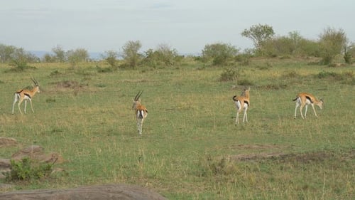 Gazelles Grazing Peacefully on Grassy Savannah Plain