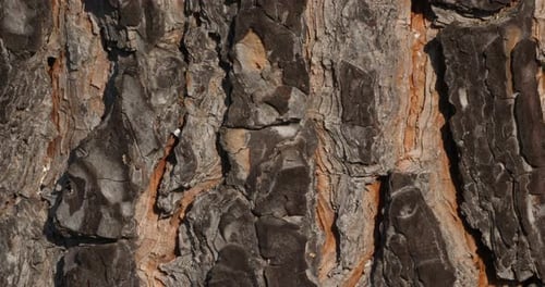 details of bark of pin tree.
