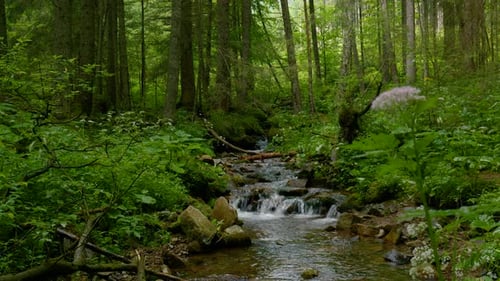 Mountain Stream with Crystal Clear Water in the Forest