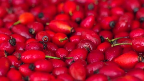 Red rosehip moving composition, close up