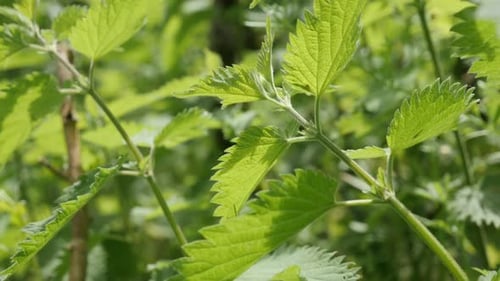Plante herbacée DOF peu profonde, ortie commune sauvage, arrière-plan naturel, inclinaison lente, 4K, 2160p, 30fps, UltraHD, foota
