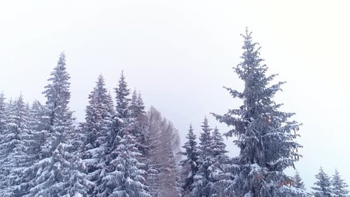 Aerial view: winter forest. Snowy tree branch in a view of the winter forest