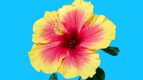 Yellow Red Hibiscus Open Its Flower in Time Lapse. Blooming Two Colored Plant Blossoms
