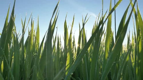 Motion Past Long Green Stems of Grass Against Sunrise