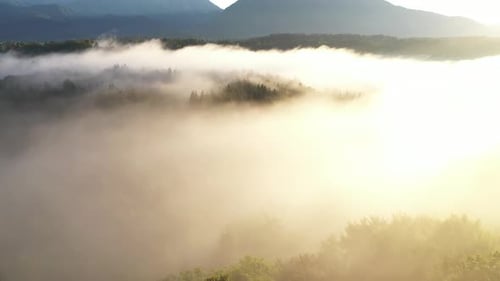 Aerial Forest Fog Landscape