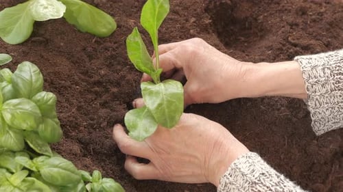 Hands Planting Seedling Into Soil
