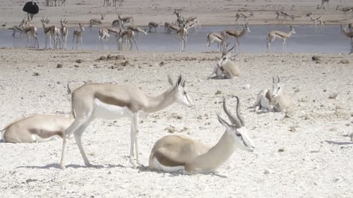 Herd of Springbok Resting by Water in Desert
