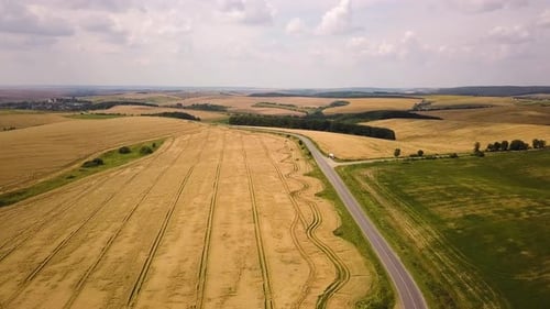 Aerial view of a road with moving cars between yellow agriculture wheat fields ready to be
