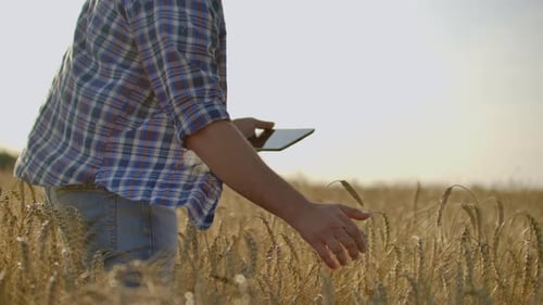 Farmer Using Tablet in Wheat Field