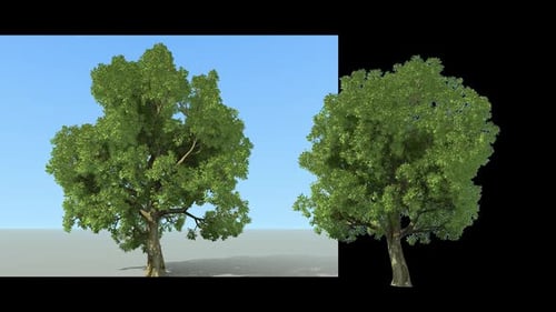 2 Baum Broadleaf Footage 1