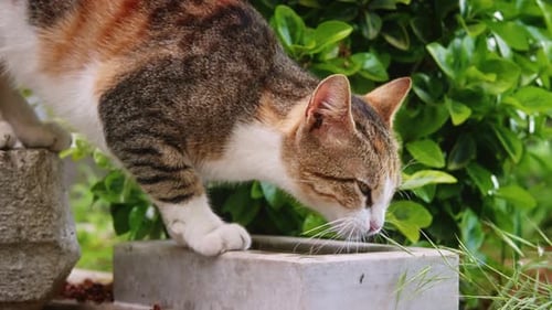 Tabby Cat Drinks Water from Outdoor Fountain