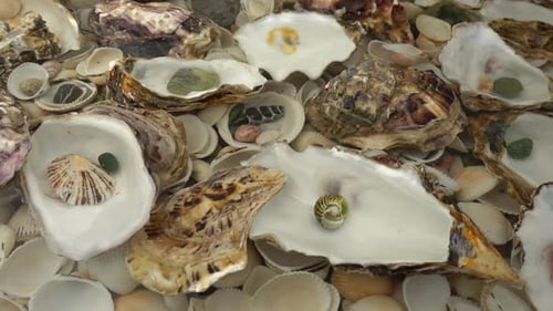 Oyster shells lie underwater on seashells