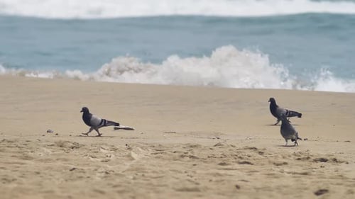 Wonderful View of Three Pigeon Birds Walking on the Beach on a Summer Day