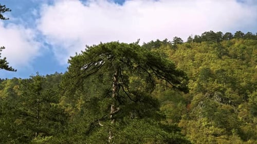 Trees (4K)