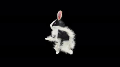 Black and White Rabbit Standing Animation Alpha Channel