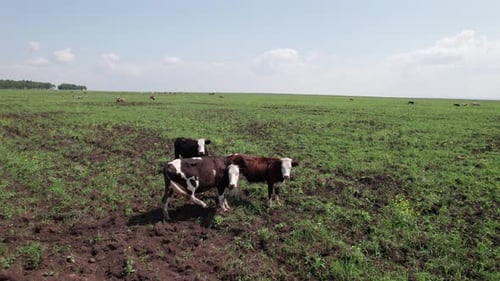 Aerial Drone Shot of Cows Grazing on Pasture Landscape