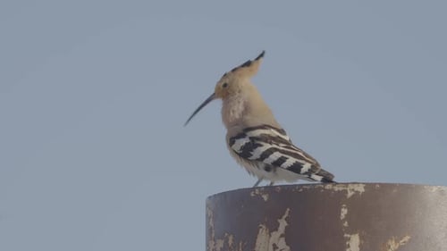 Striking Hoopoe Perched on Rusty Pole