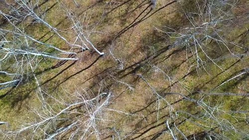 Fliegen über den Wald, gefressen von Käfern