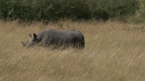 Rhinoceros Grazing in Tall Grassland, Daytime