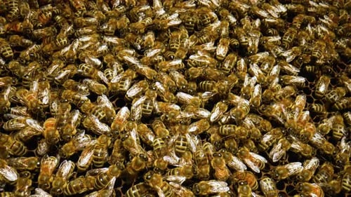 Work Bees in Hive Close Up