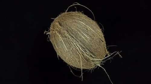 Close Up Studio Shot of a Whole Coconut