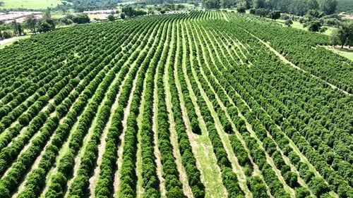 Aerial View of Rows of Agricultural Farm Field