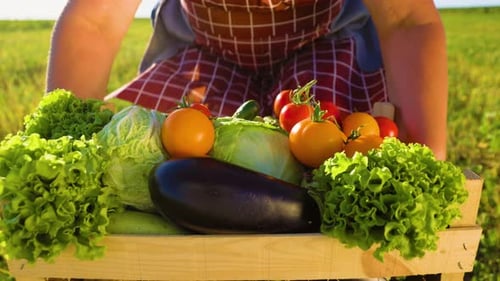 Crate of Fresh Vegetables Carried Through Sunny Field