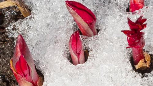 Red Flower Buds Emerging from Snow in Spring