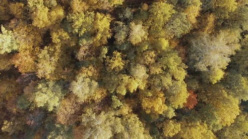 Floresta decídua de outono vista de cima