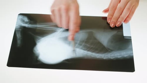 Examining an X-Ray of an Animal