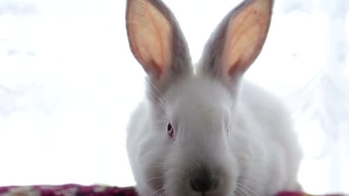 Cute White Bunny Rabbit Resting Indoors