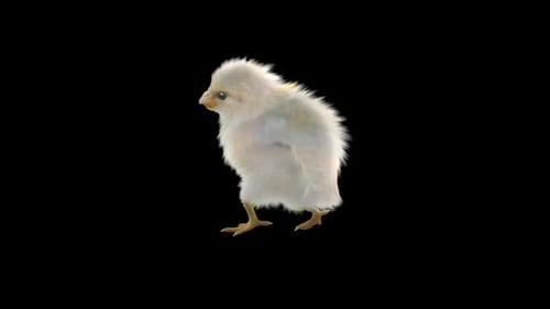 Realistic Walking White Fluffy Chick Animation