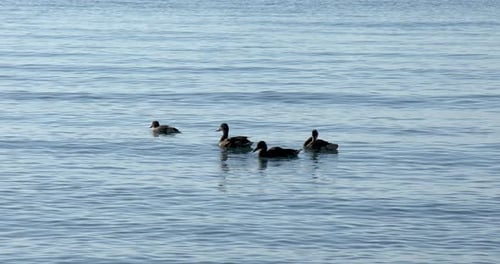 Mother duck with ducklings swimming in the lake on a sunny day