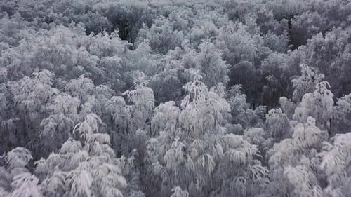 Winter Forest - Frozen Snowy Spruce and Pines