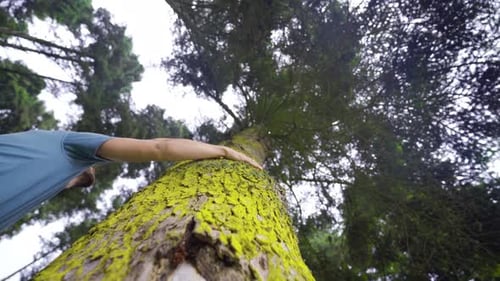 Person Touches Mossy Tree in Green Forest