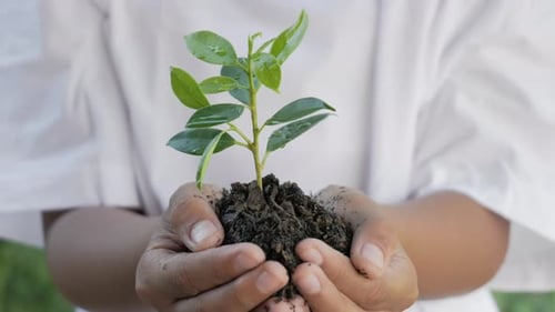 Close-up female hand holding a little green plant